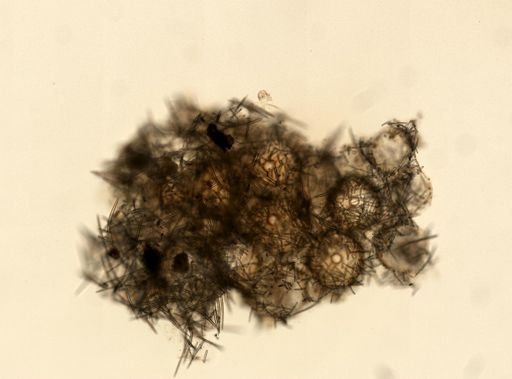 Spongilla fragilis