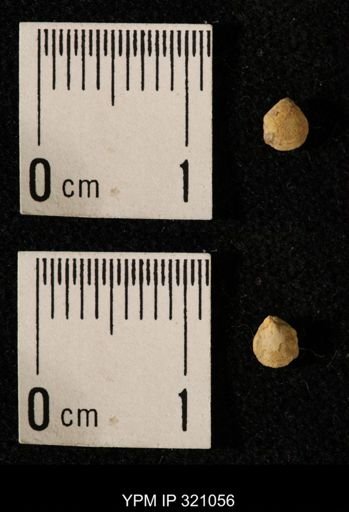 Dielasma elongatum