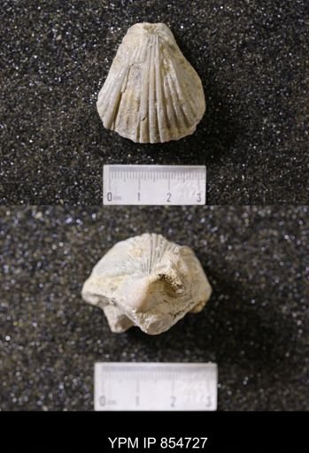 Neithea texana