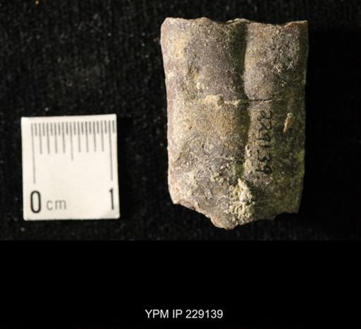 Pseudorthoceras knoxense