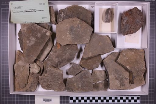 mixed taxa, stratigraphic collection