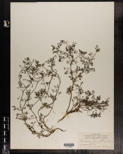 Plantae