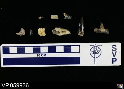 undet. Actinopterygii
