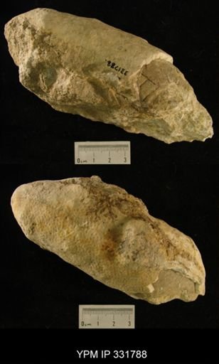 undet. Nautiloidea