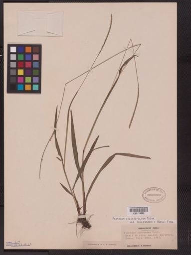 Paspalum ciliatifolium