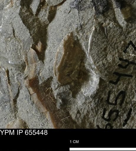 undet. Bivalvia