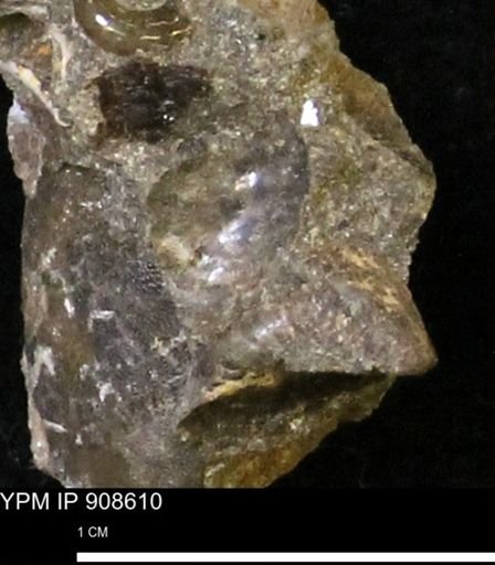 undet. Scaphitidae