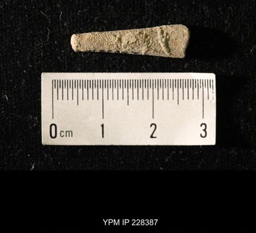 Pseudorthoceras knoxense