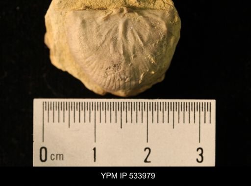 Rafinesquina minnesotensis