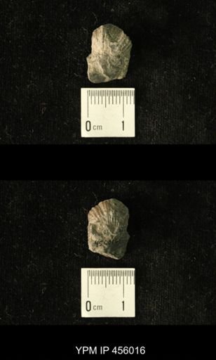 Platystrophia amoena