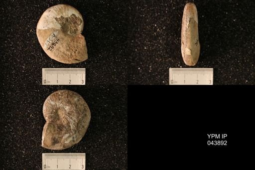 Hoploscaphites nicolletii