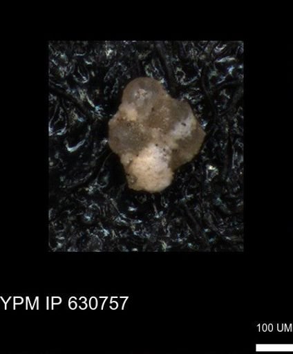 undet. Foraminiferida