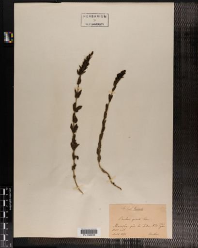 Plantae