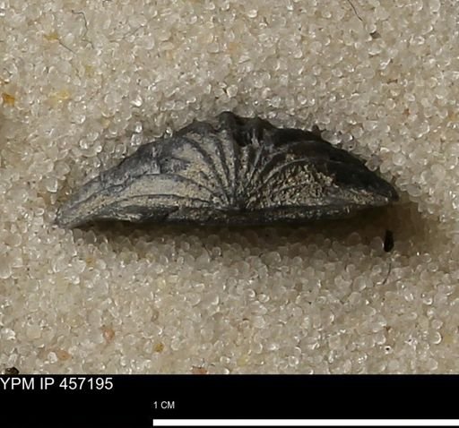 Stropheodonta erratica solidicosta