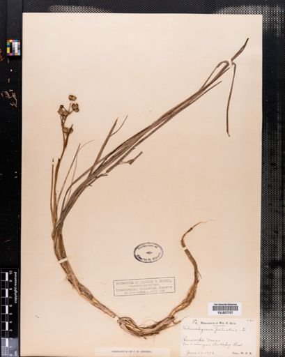 Scheuchzeria palustris