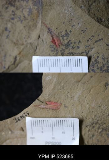 undet. Arthropoda