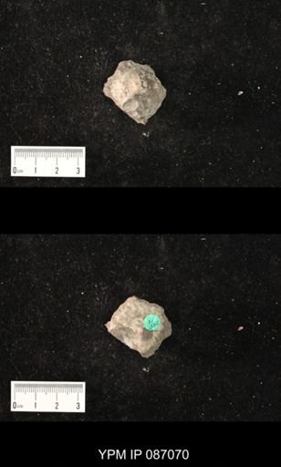 Trocholites desertus