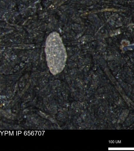 Spirolocammina planula