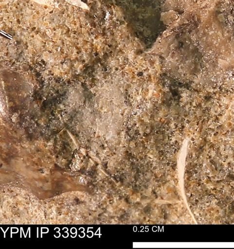 undet. Mollusca