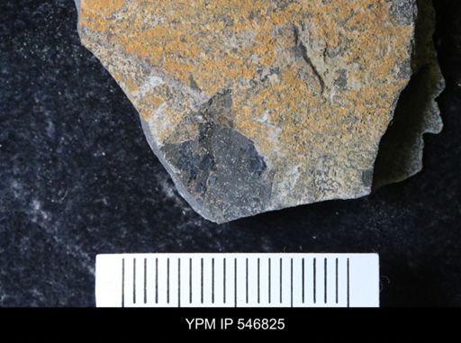 undet. Eurypterida
