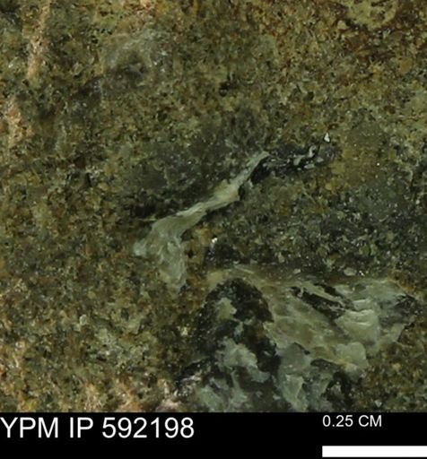 Ostrea translucida?