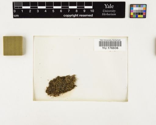 Plantae