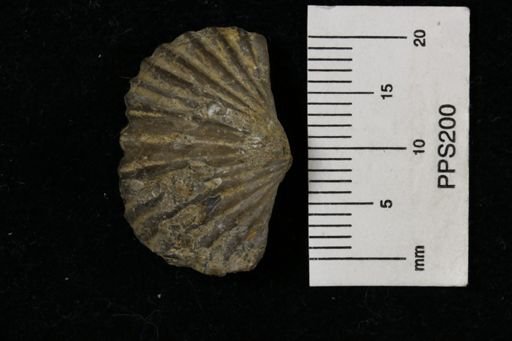Platystrophia sp.