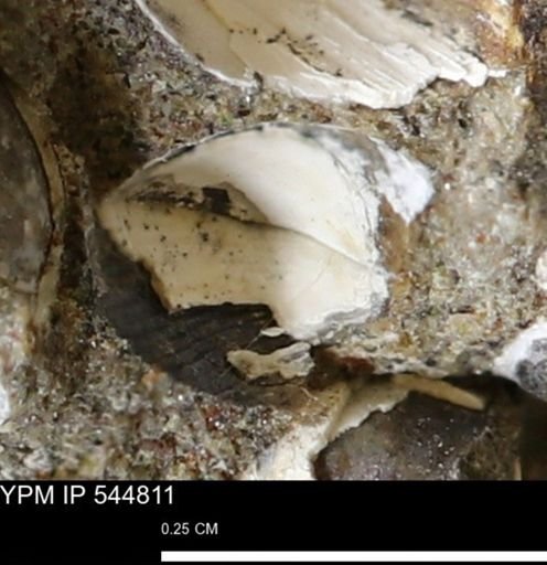 Corbulamella gregaria