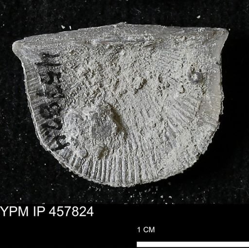 Strophodonta sp.