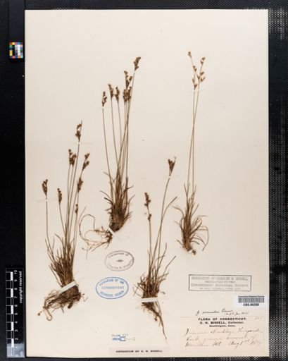 Juncus secundus