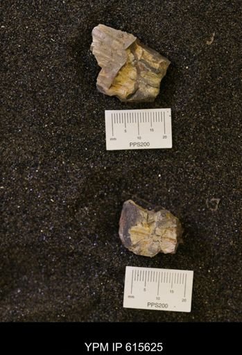 undet. Scaphitidae