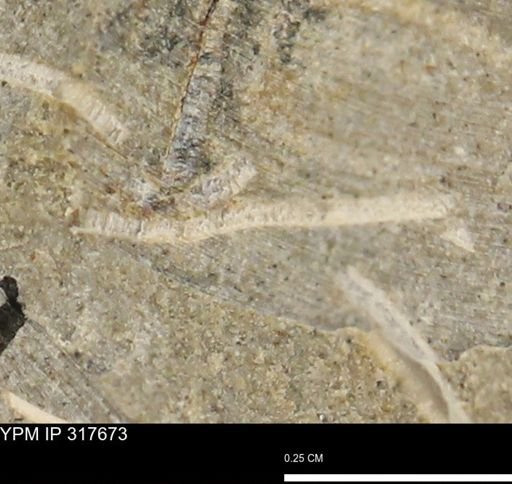 undet. Mollusca