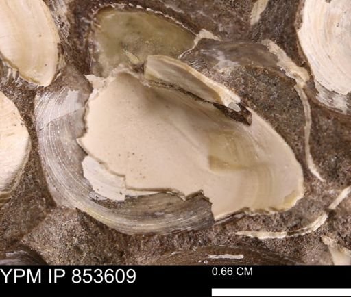 Limopsis striatopunctatus