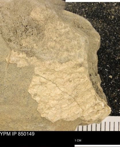undet. Inoceramidae