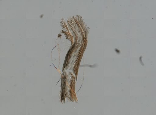 Elimia virginica