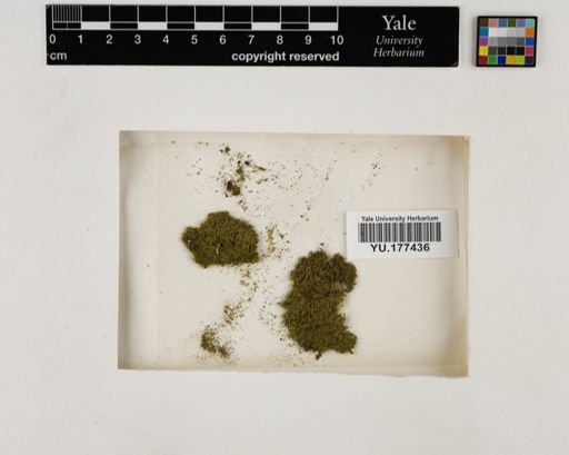 Plantae