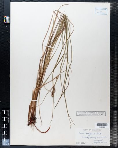Carex polygama