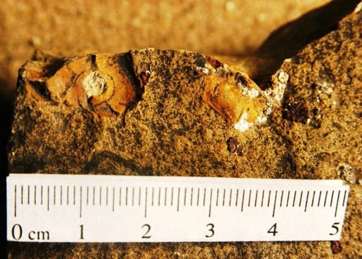 Diospyros oregoniana