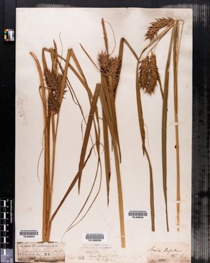 Carex lupulina