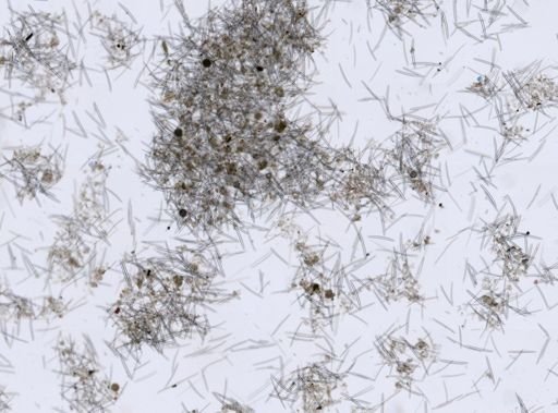 Haliclona sp.