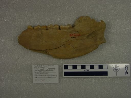 Ursus spelaeus