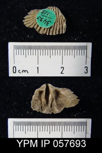 Anastrophia verneuili