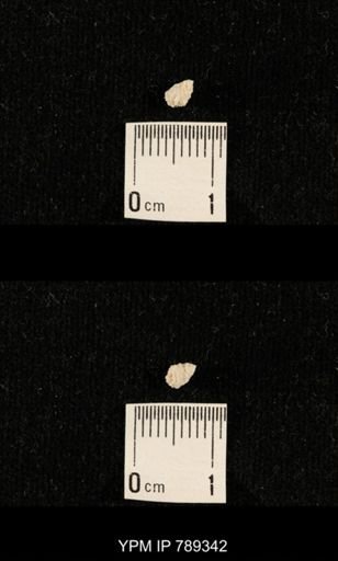 undet. Bryozoa