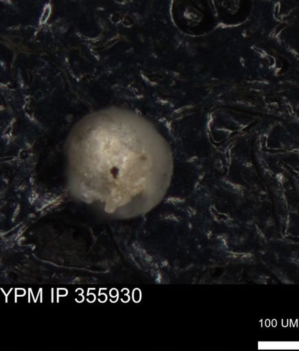 undet. Foraminiferida