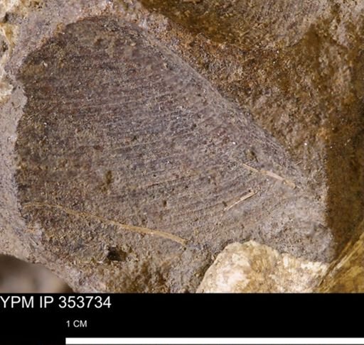 Limopsis striatopunctatus
