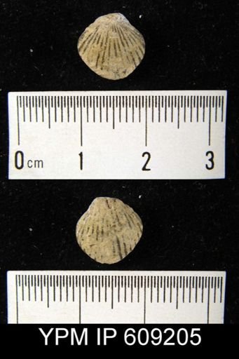 Rhynchospira sp.