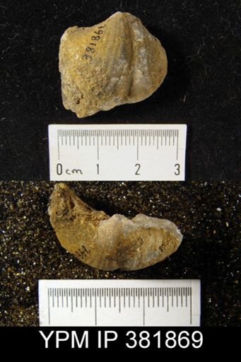 Spirifer boonensis