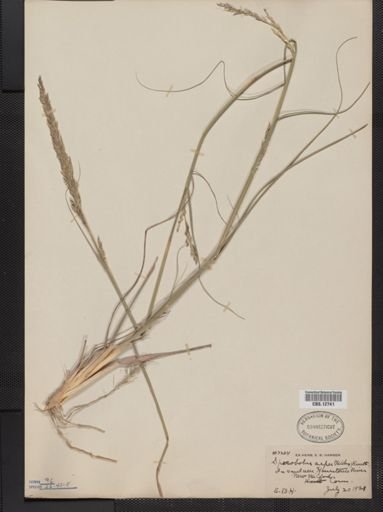 Sporobolus asper