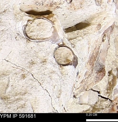 Serpulidae