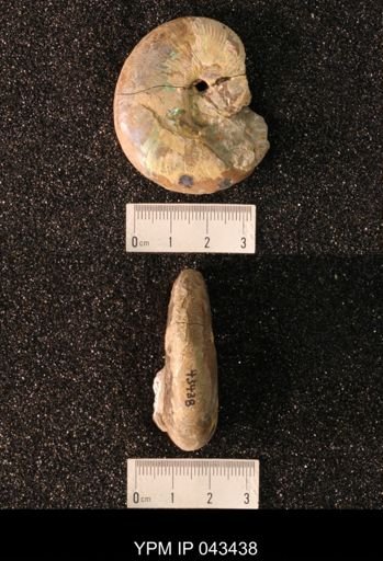Hoploscaphites nicolletii